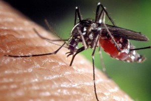 mosquito bite